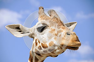 Giraffe portrait