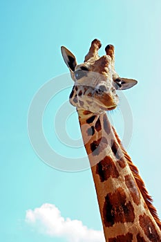 Giraffe Portrait photo