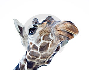 Giraffe Portrait