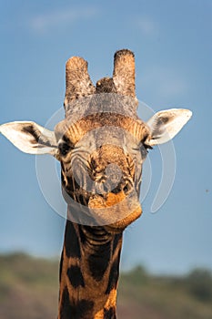 Giraffe portrait.