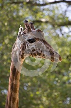 Giraffe portrait