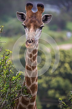 Giraffe Portrait in Africa