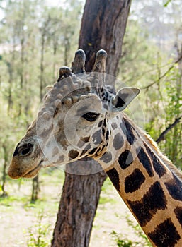 Giraffe portrait in Africa wildlife conservation or in zoo