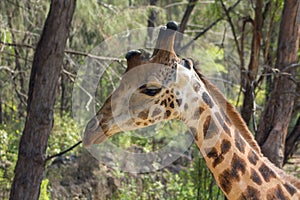 Giraffe portrait in Africa wildlife conservation or in zoo