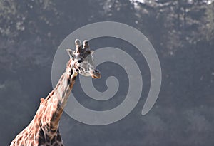 Giraffe Portrait with copy space