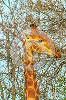 Giraffe portrait eating