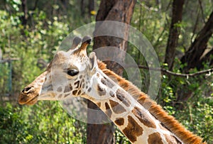 Giraffe portrait in Haller park, Mombasa, Kenya