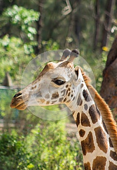 Giraffe portrait in Haller park, Mombasa, Kenya