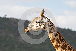 Giraffe portrait of head in the Masaai Mara Reserve, Kenya Africa