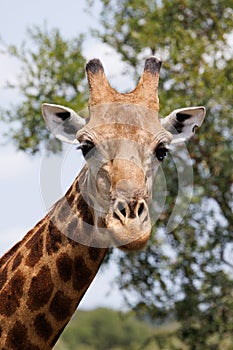 Giraffe Portrait in Kruger Park South Africa
