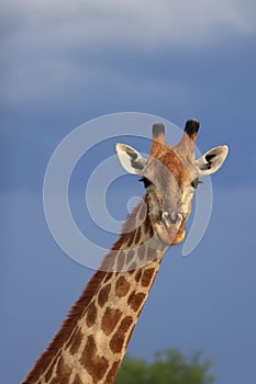 Giraffe portrait moremi game reserve, botswana, africa