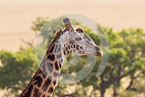 Giraffe portrait with a oxpecker sitting on his head