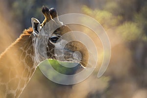 Giraffe Portrait in South Africa