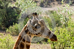 Giraffe portrait taken on safari in Africa