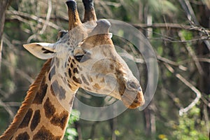 Giraffe portrait taken on safari in Africa