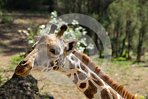 Giraffe portrait taken on safari in Africa