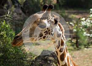 Giraffe portrait taken on safari in Africa