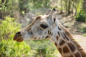 Giraffe portrait taken on safari in Africa