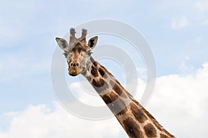 Giraffe portrait wild zoo. Close up shot.