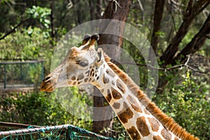 Giraffe portrait in the zoo