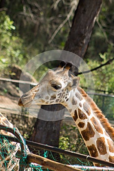 Giraffe portrait in the zoo