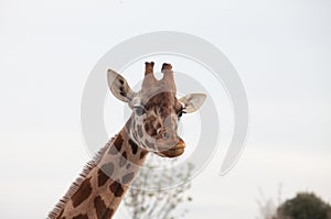 A giraffe portrait at the zoosafari
