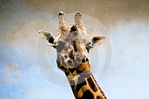 Giraffe Pose Portrait