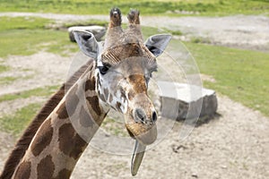 Giraffe Posing at the Zoo