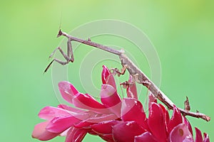 A giraffe praying mantis is looking for prey in a wildflower.