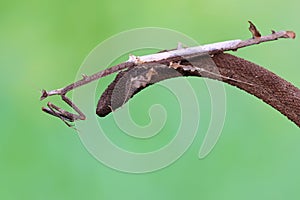 A giraffe praying mantis is looking for prey in a wildflower.