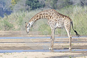 Giraffe preparing to drink from the river