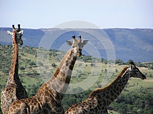 Giraffe - Private Lodge South Africa