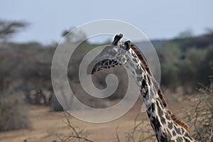 Giraffe Profile