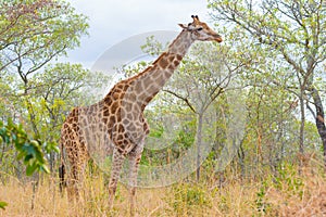 Giraffe profile in the bush, close up and portrait. Wildlife Safari in the Kruger National Park, the main travel destination in So