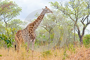 Giraffe profile in the bush, close up and portrait. Wildlife Safari in the Kruger National Park, the main travel destination in So