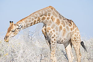 Giraffe profile in the bush, close up and portrait. Wildlife Safari in the Kruger National Park, the main travel destination in So