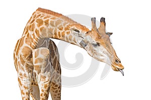 Giraffe put out tongue. Isolated on a white background. Clipping