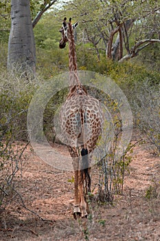 Giraffe in QuiÃ§ama - Kissama Park Luanda