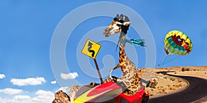 Giraffe race riding sport cart fast on the road