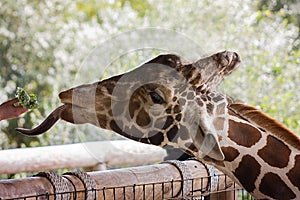 Giraffe Reaches Out