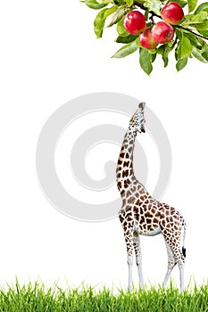 Giraffe Reaching Apple