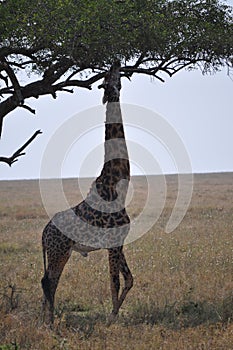 Giraffe Reaching for Food