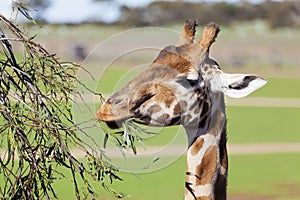 Giraffe reaching high to eat leaves