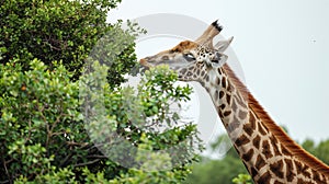 Giraffe reaching for leaves with its long neck