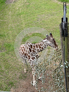 a giraffe is reaching over to eat leaves from a tree