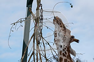 Giraffe, reaching up and eating leaves from a tall tree at Port Lympne Safari Park, Kent UK