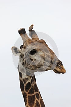 Giraffe with red-billed Oxpecker