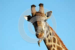 Giraffe with redbilled oxpecker