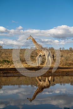 Giraffe reflected in water in South Africa