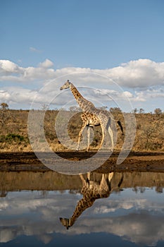 Giraffe reflected in water in South Africa